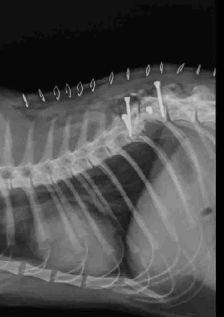Ortopedia Veterinária Landing Hero Top Image