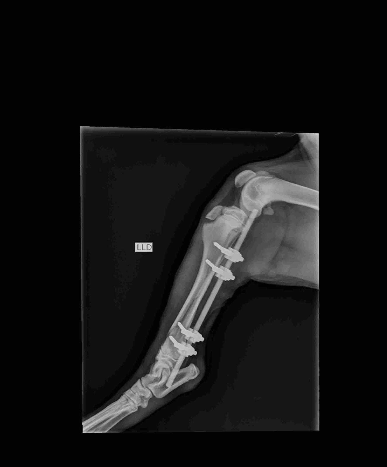 Ortopedia Veterinária Landing Image
